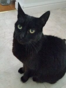 Cleo