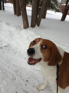 Beagle, dog walking, dog visits, pet sitting