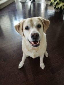 yellow lab, dog visits