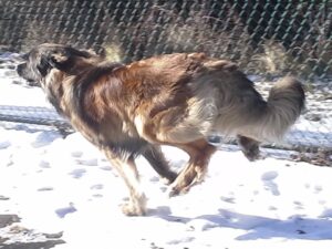 dog running, dog park, dog exercise
