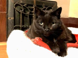 black cat, cat socialization, cat feeding