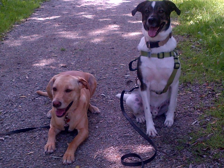 Contact Us Waterloo Pet Services
