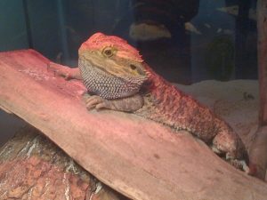 lizard, aquarium care and cleaning