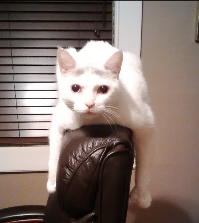 Service Descriptions Waterloo Pet Services