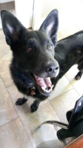 happy black dog, German Shepard mix