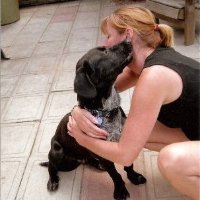 dog car, animal care, dog walker, waterloo pet services