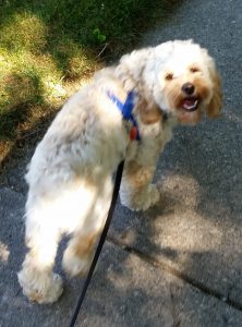 Skylar Says : Puppy Proofing isn’t just for Puppies