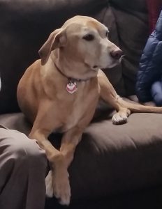 skylar, dog sitting, dog care ?