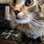 WPS Fur Baby – Ollie