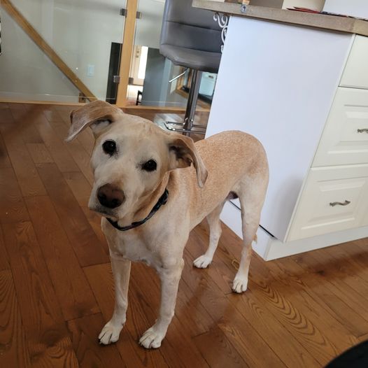 Waterloo Pet Services Trusted care for your furry friends