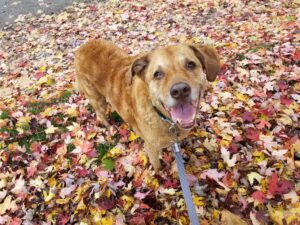dog walking services