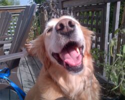 Tara Dog walking client