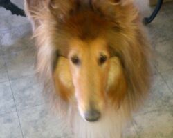 Brody Colie Dog visit