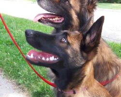 Spark & Blaze Spark & Blaze