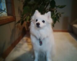 Trinity dog care, pet walker