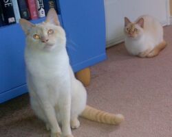 Isis & Gabriel Isis & Gabriel