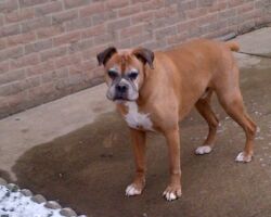 Mackie dog walking service