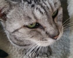 Merc cat care, cat sitter