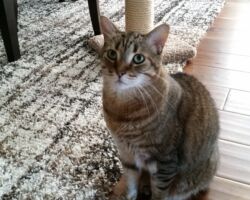 Max cat visit, cat care, cat sitter