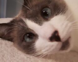 Mocha Mocha