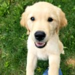 Murphy