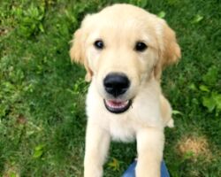 Murphy