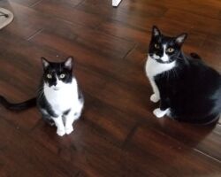 Abby & Keke cat sitters, cat litter cleaning, cat feeding