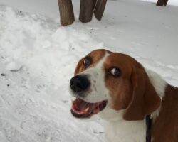 Becky Beagle, dog walking, dog visits, pet sitting