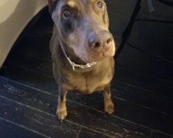 Isis Doberman, dog walking, dog feeding, dog care