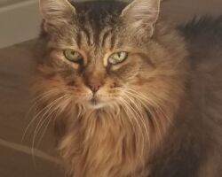 Rouge senior cat, cat brushing