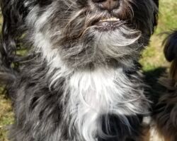 Baxter