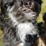Baxter