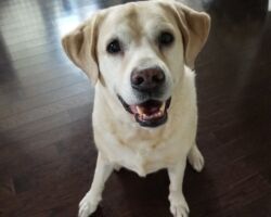 Oakley yellow lab, dog visits