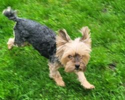Millie