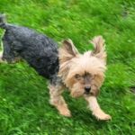 Millie