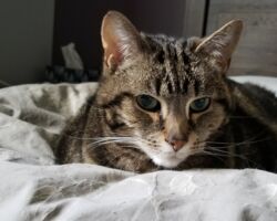 Hank