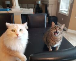 Sharky & Akiva cat feedings, cat meowing, cat behaviour