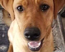 Nala Nala