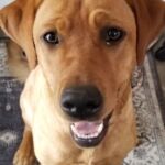 Nala Nala