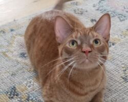Oscar