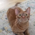 Oscar
