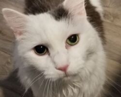 Lexie cat socialization, cat litter, cat feeding and water