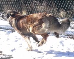 Torque dog running, dog park, dog exercise