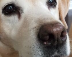 Geneva lab, dog care