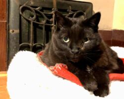 Gus black cat, cat socialization, cat feeding