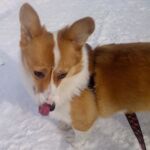 Izzy