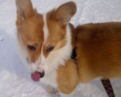 Izzy