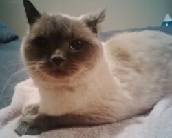 Marley 30 minute cat visits, cat feeding