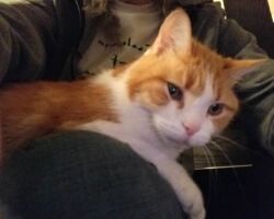 Sammy