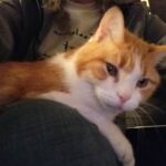 Sammy